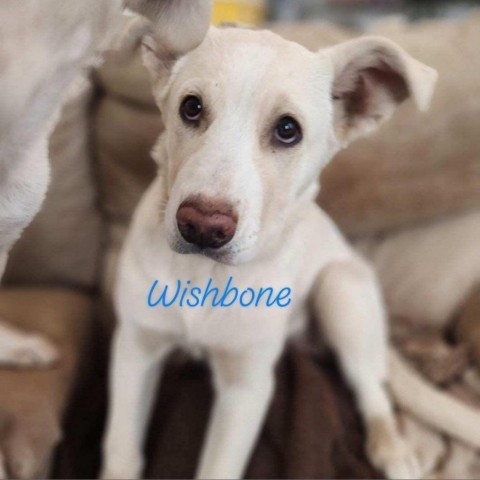 Wishbone OS