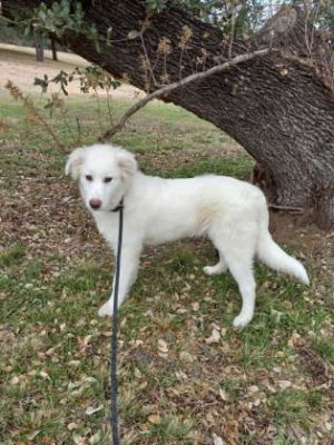 Champ, Adult Male Great Pyrenees