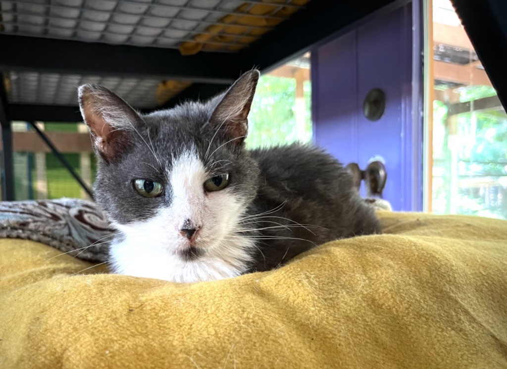 Natasha (FIV+)