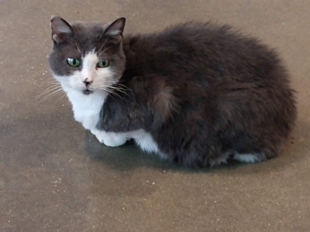 Natasha (FIV+)