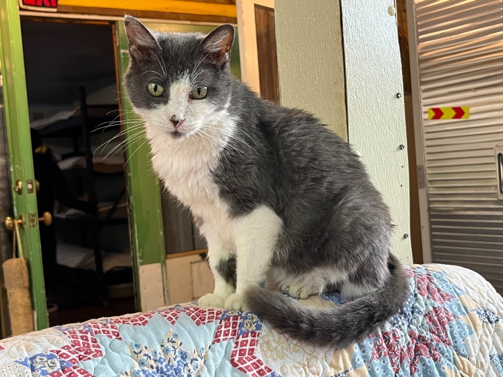 Natasha (FIV+)