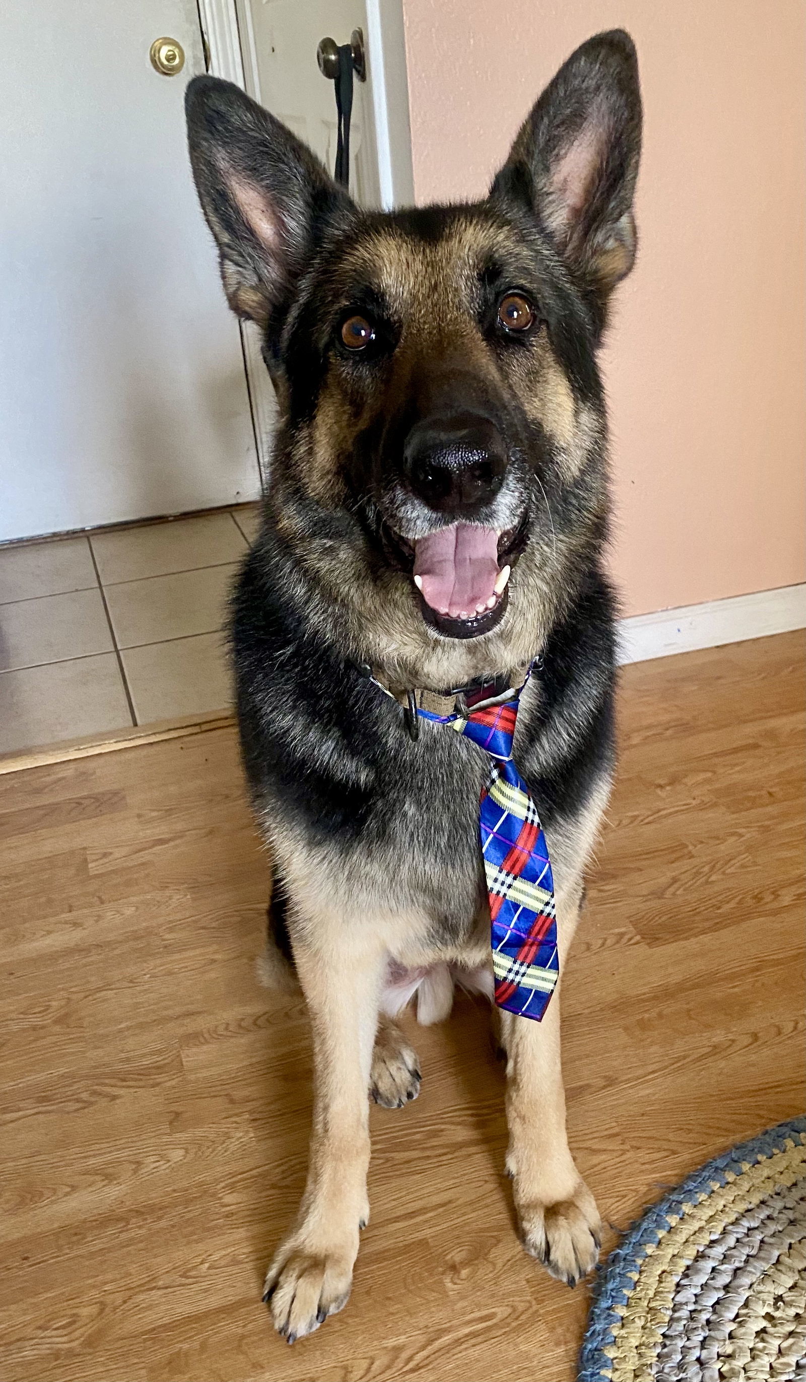 Oaky (Courtesy), an adoptable German Shepherd Dog in Aurora, CO, 80012 | Photo Image 1