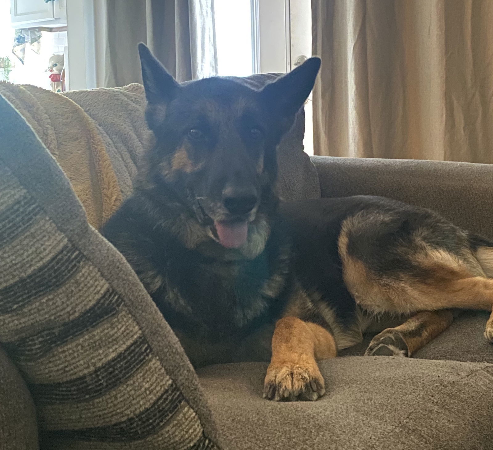 Oaky (Courtesy), an adoptable German Shepherd Dog in Aurora, CO, 80012 | Photo Image 2