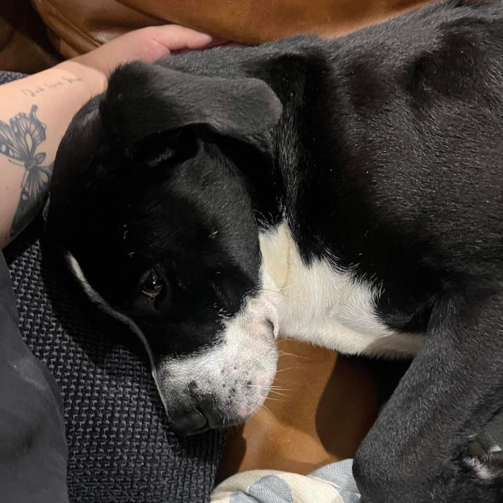 Hugo