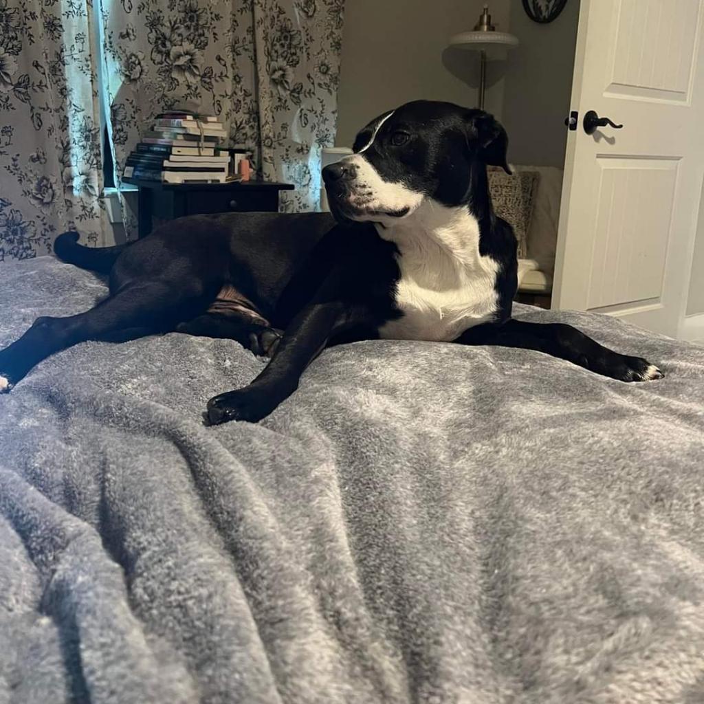 Hugo