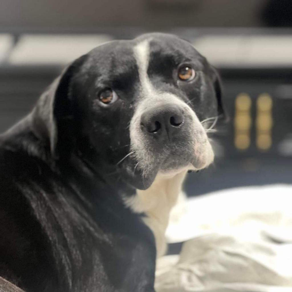 Hugo