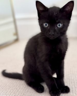 Meet Bilberry the friendliest kitten ever He wears a stunning black coat diligently honing his Bl