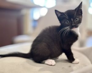Quince is a dashing kitten with striking features  He wears a well-tailored tuxedo and exudes natur