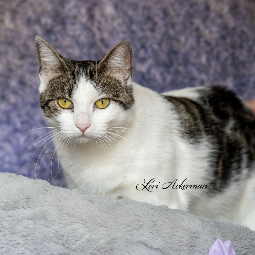 Yadira, an adoptable Tabby in Newberg, OR, 97132 | Photo Image 1