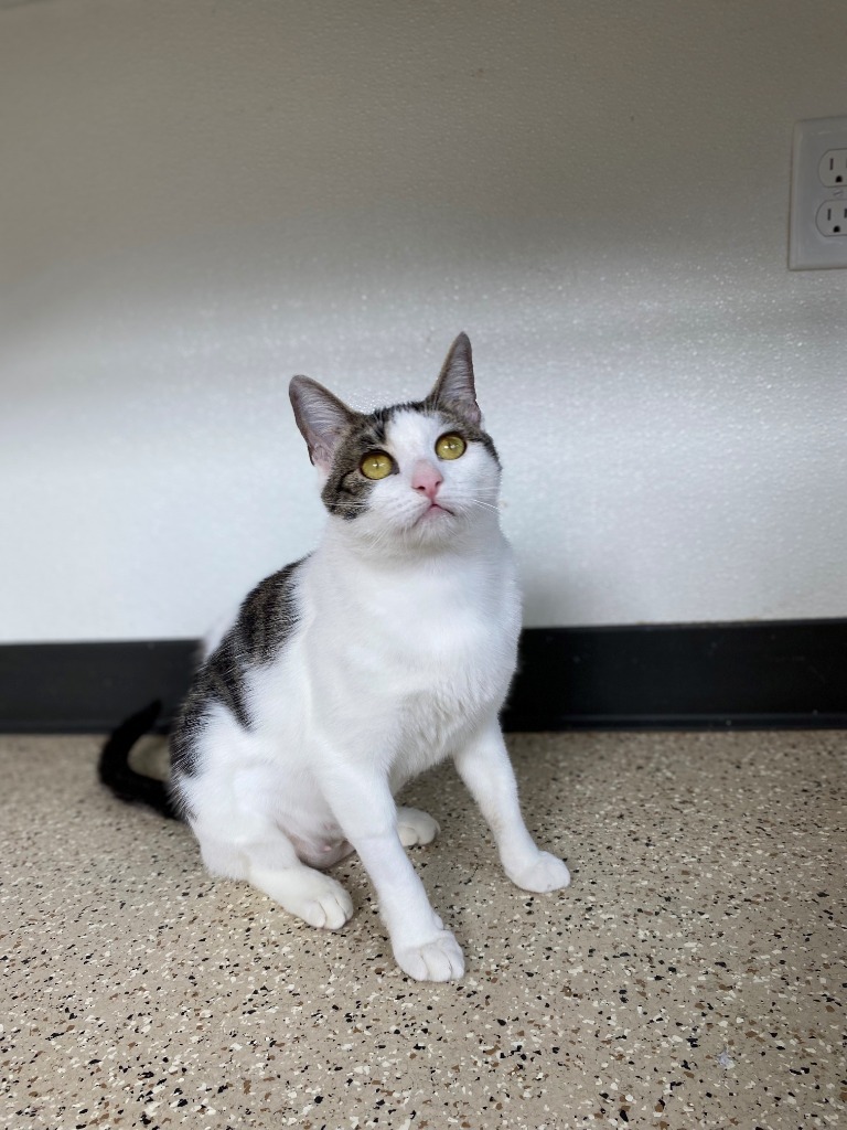 Yadira, an adoptable Tabby in Newberg, OR, 97132 | Photo Image 3