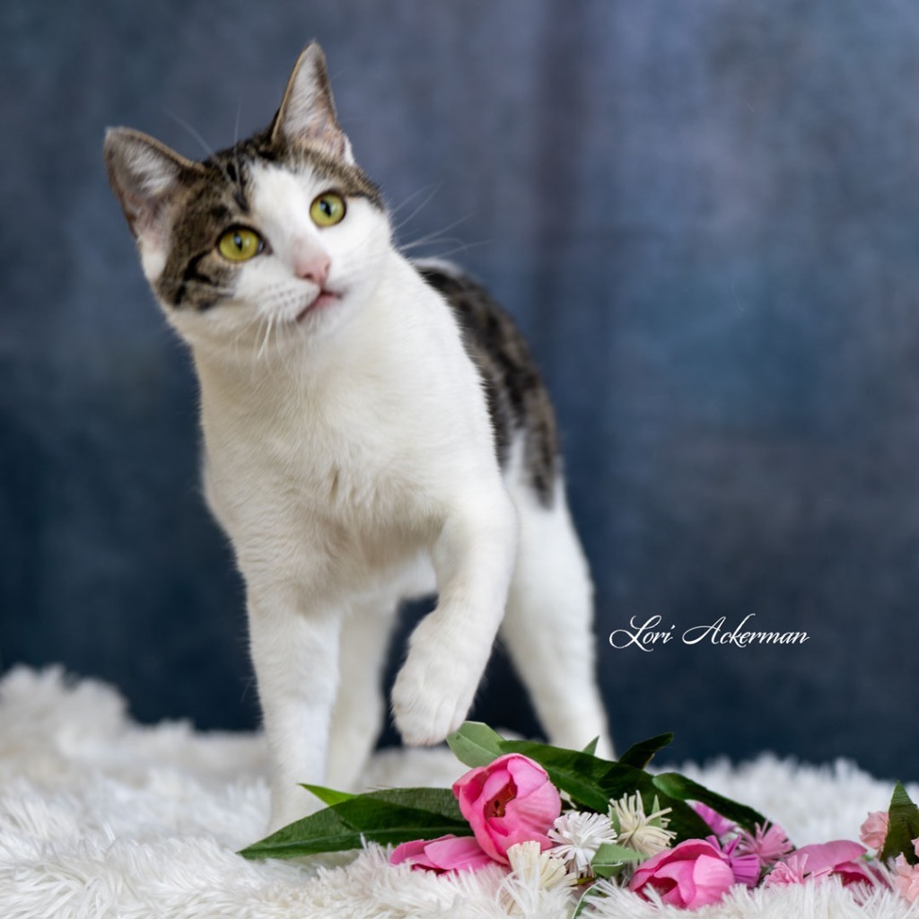 Yadira, an adoptable Tabby in Newberg, OR, 97132 | Photo Image 4