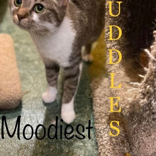 Cuddles 2