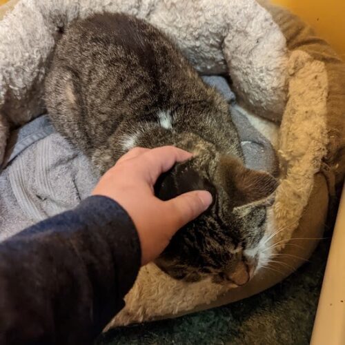 Cuddles 4