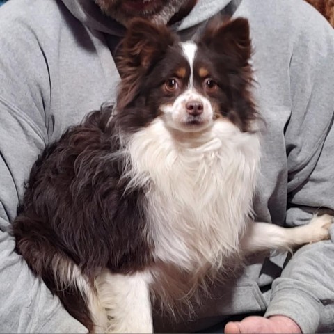 LONE RANGER, an adoptable Australian Shepherd in Ada, MN, 56510 | Photo Image 1