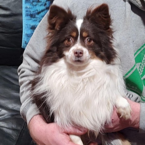 LONE RANGER, an adoptable Australian Shepherd in Ada, MN, 56510 | Photo Image 2