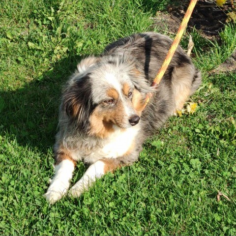 Lil Miss Tessi, an adoptable Australian Shepherd in Ada, MN, 56510 | Photo Image 1