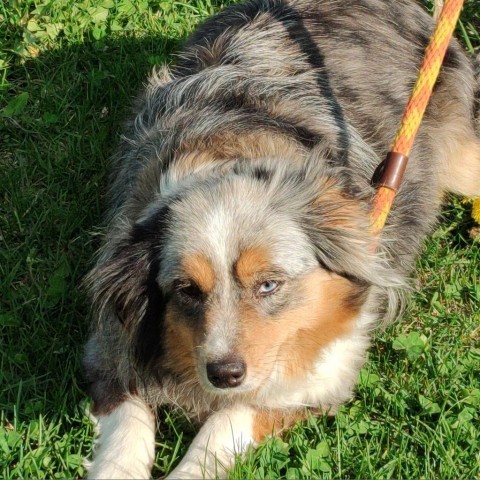 Lil Miss Tessi, an adoptable Australian Shepherd in Ada, MN, 56510 | Photo Image 2