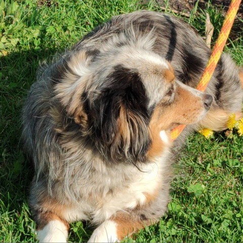 Lil Miss Tessi, an adoptable Australian Shepherd in Ada, MN, 56510 | Photo Image 2