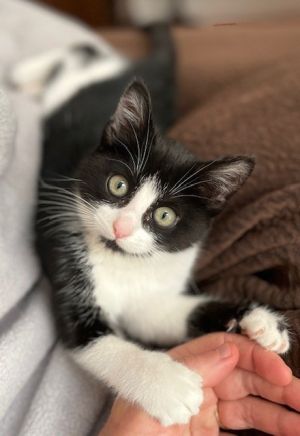 Betty - Kitten Domestic Short Hair Cat
