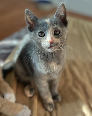 Blueberry Domestic Short Hair Cat