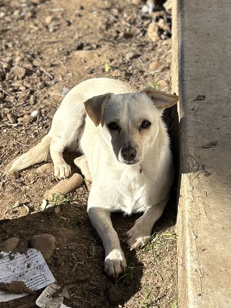 Gidget, an adoptable Chihuahua in Chico, CA, 95973 | Photo Image 1