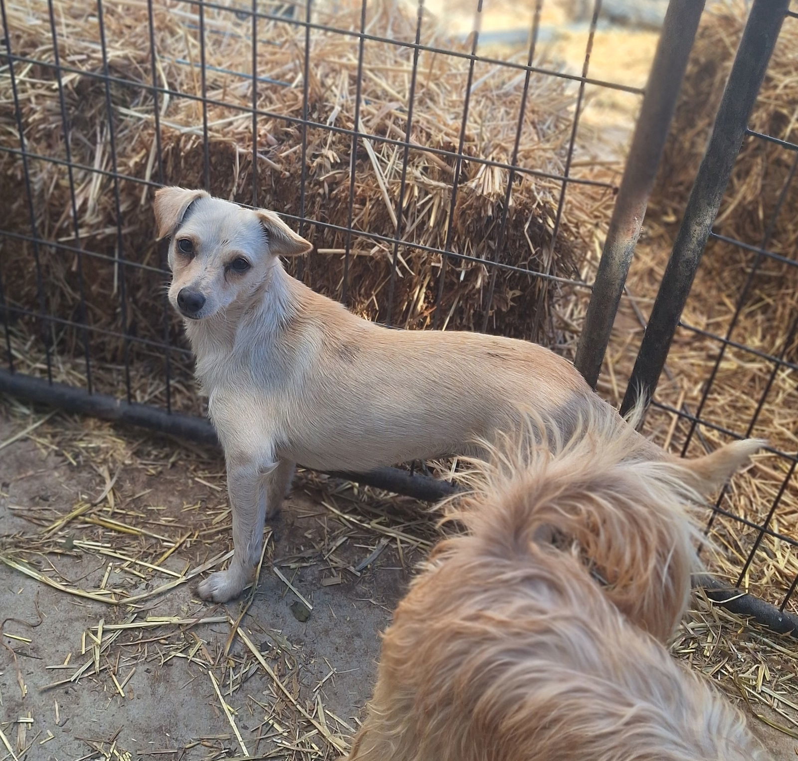 Gidget, an adoptable Chihuahua in Chico, CA, 95973 | Photo Image 3