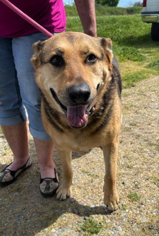 MARY V, an adoptable German Shepherd Dog in Chico, CA, 95973 | Photo Image 1