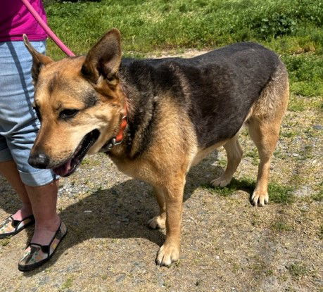 MARY V, an adoptable German Shepherd Dog in Chico, CA, 95973 | Photo Image 2