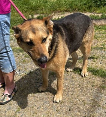 MARY V, an adoptable German Shepherd Dog in Chico, CA, 95973 | Photo Image 3