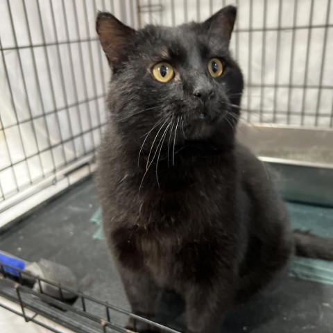 Blackie, an adoptable Domestic Short Hair in Bismarck, ND, 58507 | Photo Image 1