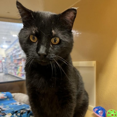 Blackie, an adoptable Domestic Short Hair in Bismarck, ND, 58507 | Photo Image 2