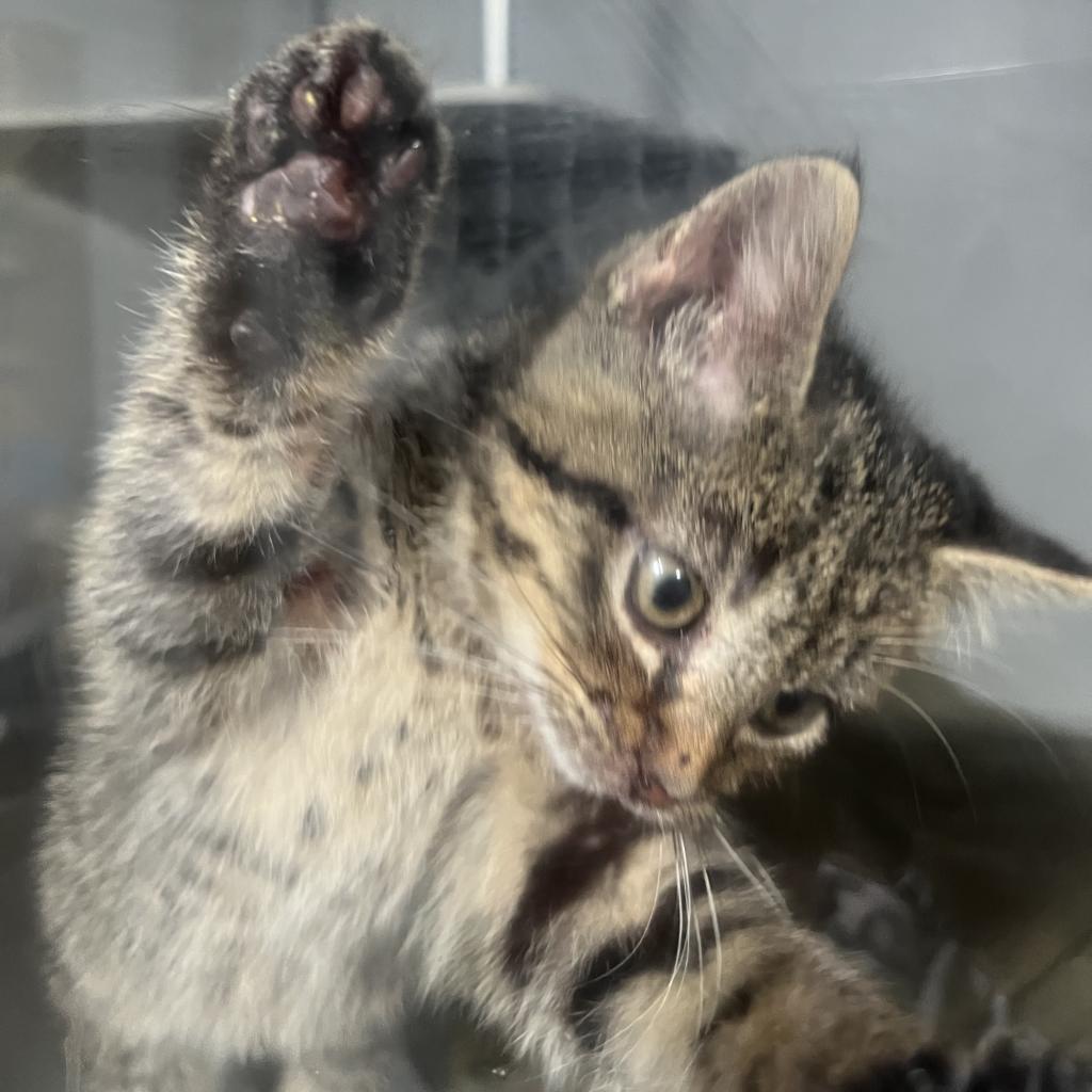 Harlequin, an adoptable Domestic Short Hair in Bismarck, ND, 58507 | Photo Image 1