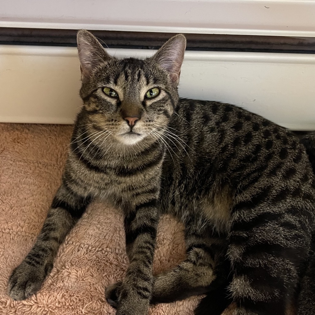 Harlequin, an adoptable Domestic Short Hair in Bismarck, ND, 58507 | Photo Image 1