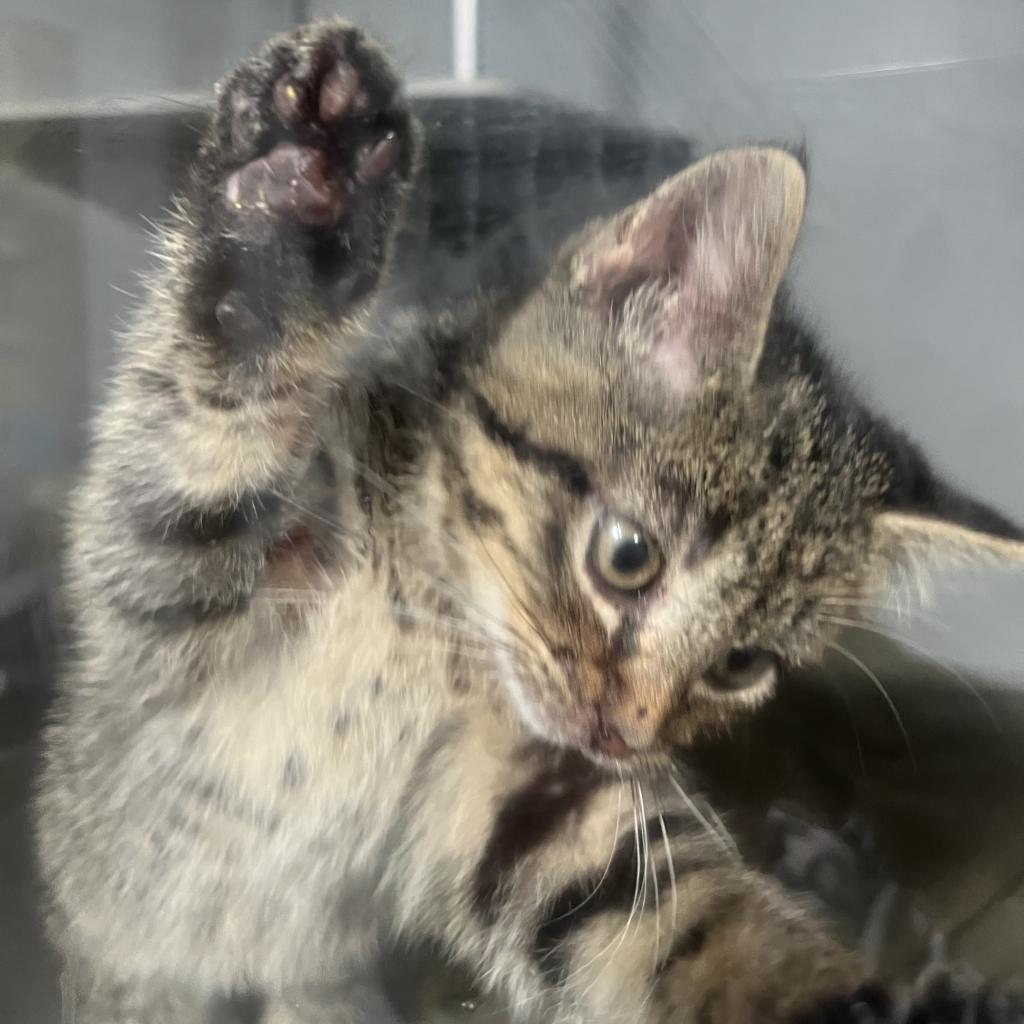 Harlequin, an adoptable Domestic Short Hair in Bismarck, ND, 58507 | Photo Image 2