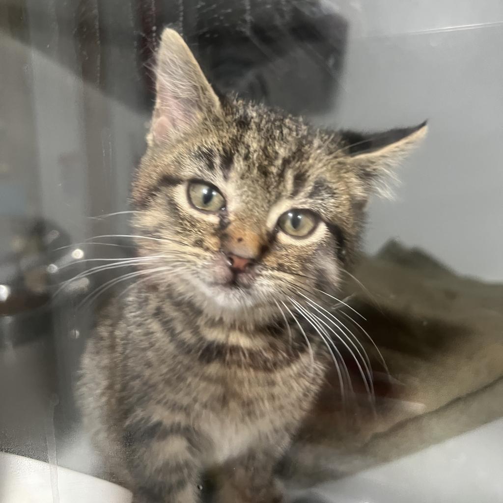 Harlequin, an adoptable Domestic Short Hair in Bismarck, ND, 58507 | Photo Image 3