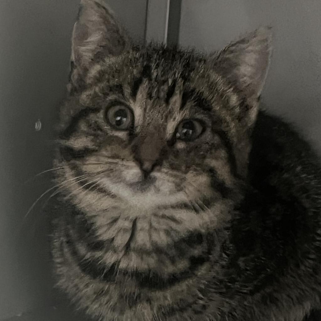 Nerys, an adoptable Domestic Short Hair in Bismarck, ND, 58507 | Photo Image 2