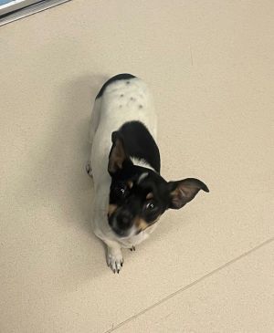Hey there Im Miles the spunky nine-month-old Jack Russell Terrier with a hear