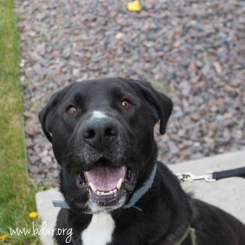 George, an adoptable Labrador Retriever, Great Dane in Cheyenne, WY, 82009 | Photo Image 1