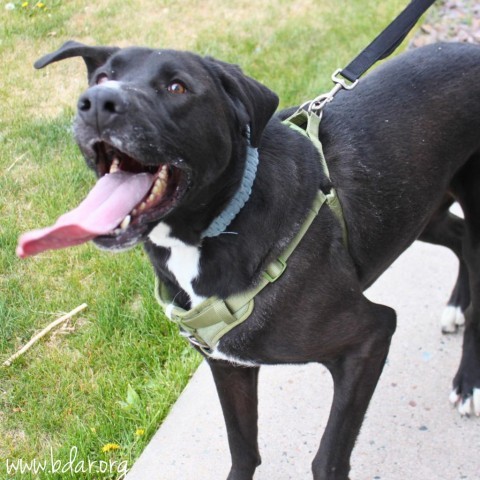 George, an adoptable Labrador Retriever, Great Dane in Cheyenne, WY, 82009 | Photo Image 2