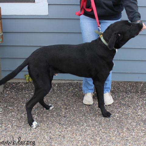George, an adoptable Labrador Retriever, Great Dane in Cheyenne, WY, 82009 | Photo Image 5