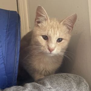 Spaghetti Jones came to us as a smaller kitten with a nasty URI that left him wi