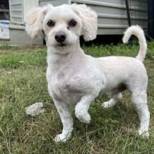Artimus is a handsome 186 pound maltese mix that currently resides in our Camo Rescue Houston facil