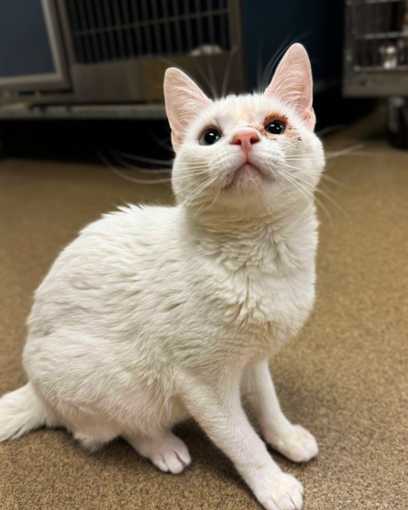 Hello Kitty, an adoptable Domestic Short Hair in Grand Forks, ND, 58203 | Photo Image 1