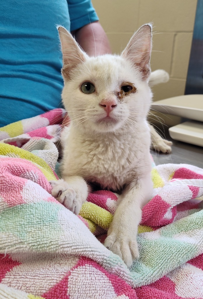 Hello Kitty, an adoptable Domestic Short Hair in Grand Forks, ND, 58203 | Photo Image 2