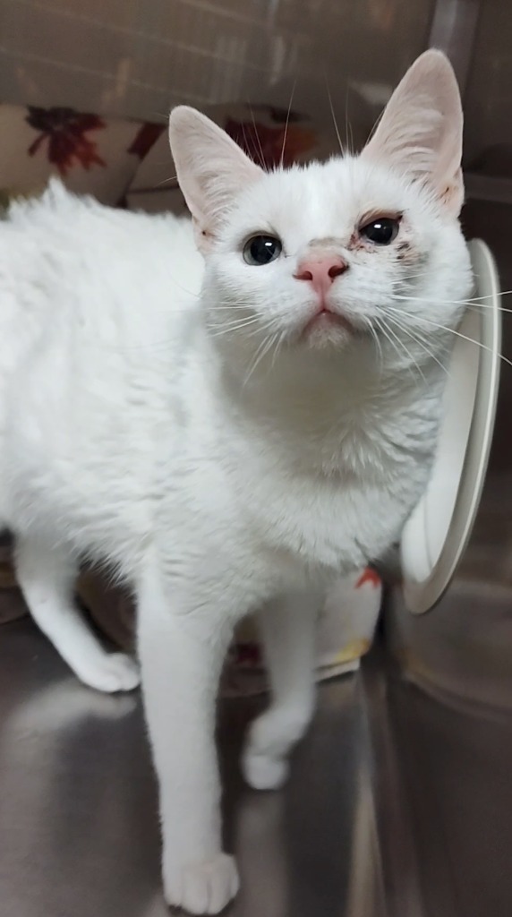 Hello Kitty, an adoptable Domestic Short Hair in Grand Forks, ND, 58203 | Photo Image 3