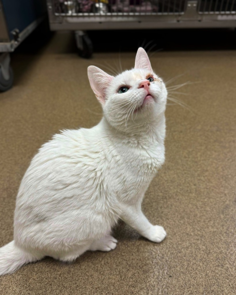 Hello Kitty, an adoptable Domestic Short Hair in Grand Forks, ND, 58203 | Photo Image 4