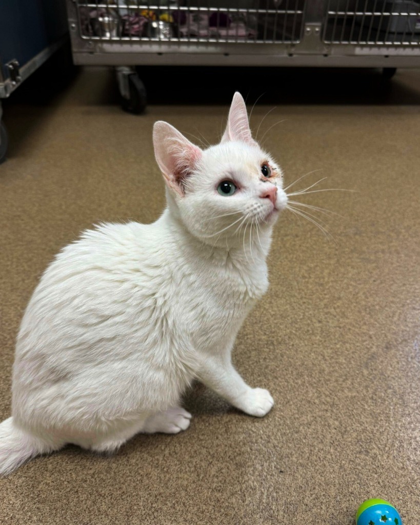 Hello Kitty, an adoptable Domestic Short Hair in Grand Forks, ND, 58203 | Photo Image 5