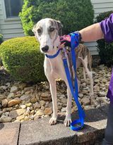 Jinx, an adoptable Greyhound in Cherry Hill, NJ, 08034 | Photo Image 1