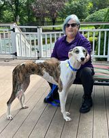 Jinx, an adoptable Greyhound in Cherry Hill, NJ, 08034 | Photo Image 2