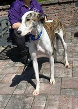 Jinx, an adoptable Greyhound in Cherry Hill, NJ, 08034 | Photo Image 3